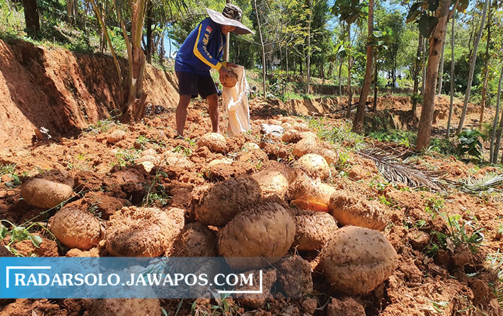 HASIL BUMI: Tanaman porang tumbuh subur di Desa Ngambarsari, Kecamatan Karangtengah. (IWAN ADI LUHUNG/RADAR SOLO)