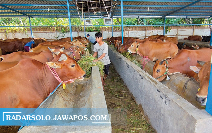 DIJAGA KESEHATANNYA: Pemkab Boyolali imbau pengambilan hewan kurban dari peternak lokal karena dinilai aman dari PMK. (RAGIL LISTIYO/RADAR SOLO)