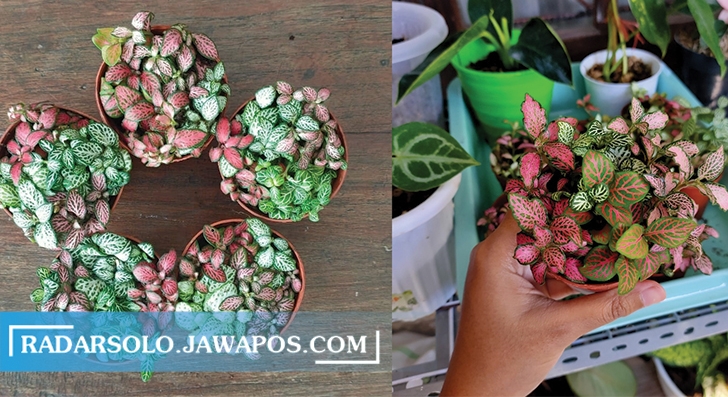 LAGI NGETREN: Tanaman Fittonia impor ini bisa ditempatkan di berbagai sudut ruang. Meski mungil dapat menyaring udara kotor. (SEPTINA FADYA/RADAR SOLO)