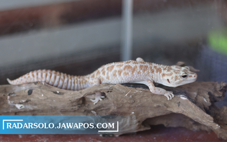 EKSOTIS: Tokek Hias Leopard Gecko diminati saat ini. (MUHAMMAD IHSAN/RADAR SOLO)