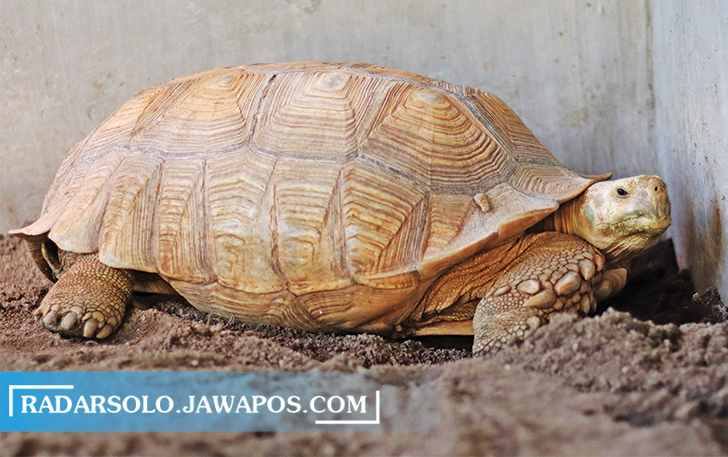 Sulcata, Kura-Kura Gurun milik Tegar Awan Sabrang Cakrawala yang suka panas dan makan kaktus. (M IHSAN/RADAR SOLO)