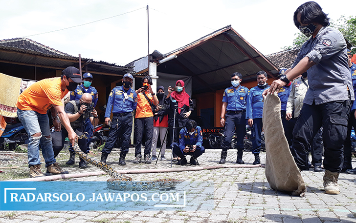 BERJAGA-JAGA: Personel Pemadam Kebakaran (Damkar) belajar cara mengevakuasi ular bersama Exalos Indonesia. (IWAN KAWUL/RADAR SOLO)