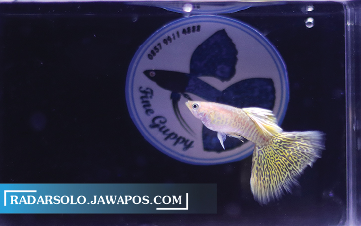 IMUT: Guppy memiliki warna sisik cerah dan beragam, ditambah keunikan pola ekor menjadi daya pikat. (M. IHSAN/RADAR SOLO)