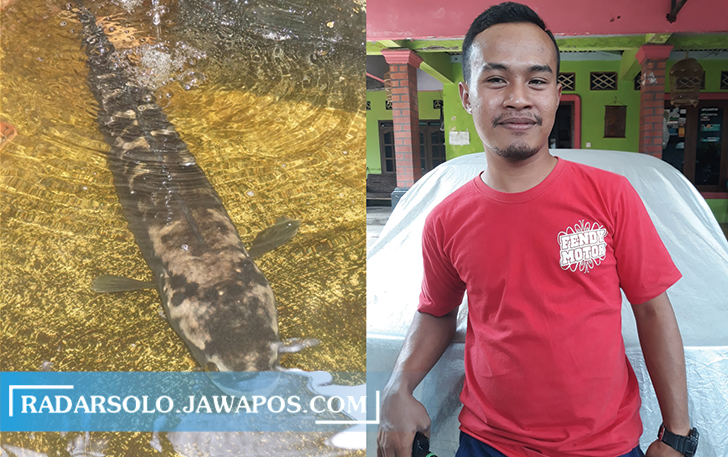 CURI PERHATIAN: Ikan toman (kiri) yang dipelihara Aris Sarwanto di kolam rumahnya di Klaten. (ANGGA PURENDA/RADAR SOLO)