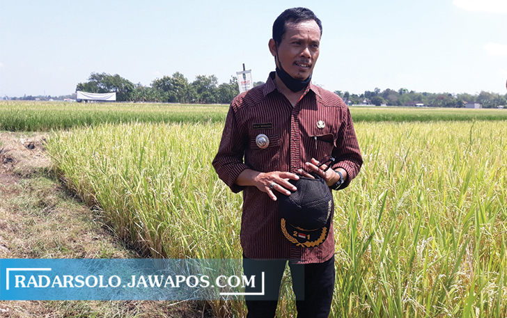 TELADAN: Kades Sawahan Muji Widodo di sela-sela panen raya perdana padi rojolele organik di desanya, Kamis (30/9). (ANGGA PURENDA/RADAR SOLO)