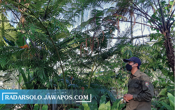 DILINDUNGI: Kebun Raya Indrokilo Boyolali (KRIB), disini Dinas Lingkungan Hidup Boyolali melestarikan pakis pohon. (RAGIL LISTIYO/RADAR SOLO)