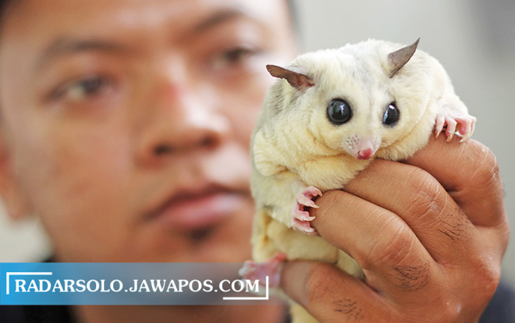 ASLI PAPUA: Sugar Glider albino bisa dibanderol hingga jutaan rupiah. (MUHAMMAD IHSAN/RADAR SOLO)