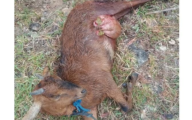 Kambing yang masih selamat setelah jadi korban serangan hewan buas di Desa Kepyar.