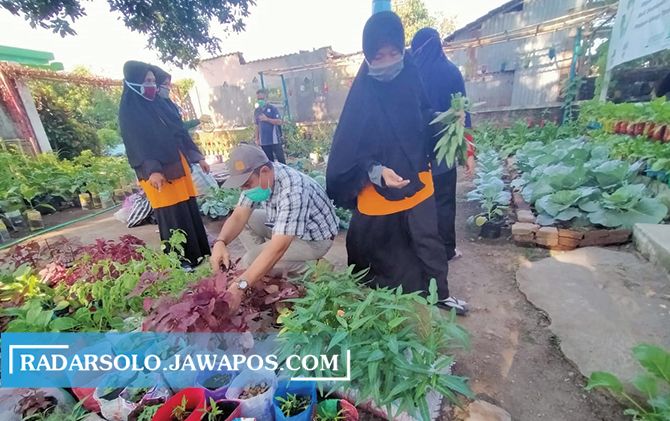 PANEN : Manager CSR AQUA Klaten Rama Zakaria memetik sayur untuk warga yang jadi nasabah Bank Sampah Guyub Rukun.