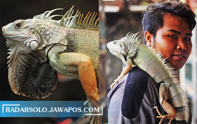KESAYANGAN: Iguana koleksi Repilles Solo yang kerap memenangkan kontes. (M. IHSAN/RADAR SOLO)