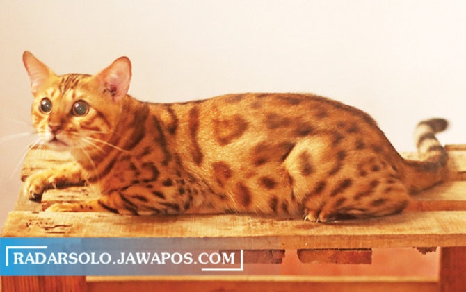 MOTIF TOTOL: Kucing bengal koleksi Bima Nur Salam. Selain menggemaskan, satwa ini bernilai ekonomis tinggi. (M. IHSAN/RADAR SOLO)