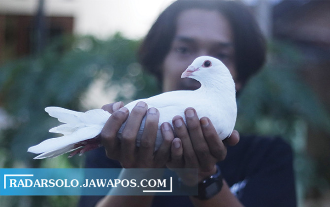 TELATEN: Merpati pos putih milik Ichsan Kholif warga Kartasura, Sukoharjo. (M. IHSAN/RADAR SOLO)