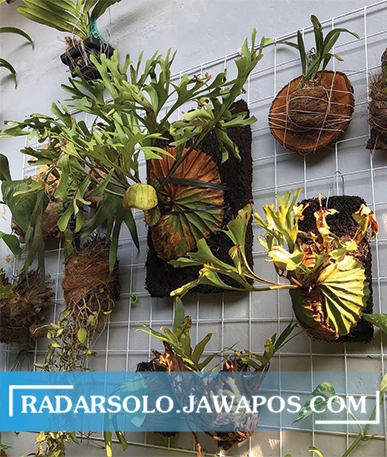 HIASAN DINDING: Berbagai jenis Platycerium. Tujuh spesies berada di Indonesia. (SEPTINA FADYA/RADAR SOLO)