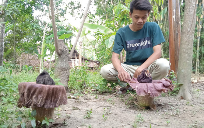Bunga bangkai yang tumbuh di pekarangan rumah warga di Dusun Turunan RT 9 RW 2, Desa Ringinlarik, Kecamatan Musuk. (RAGIL L/RADAR SOLO)
