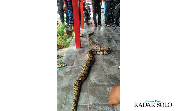 TEROR WARGA: Ular piton yang diamankan tim damkar.