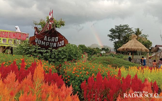 Keindahan bunga celosia yang mempesona di Agro Rumpun Ijo Matesih, Karanganyar.