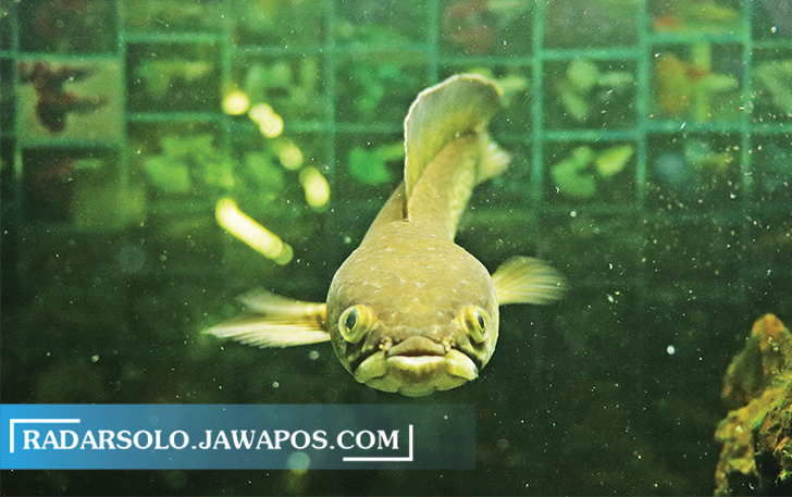 IKAN GALAK: Channa dikenal sebagai ikan agresif. Predator air tawar ini tidak pernah merasa kenyang. (M. IHSAN/RADAR SOLO)