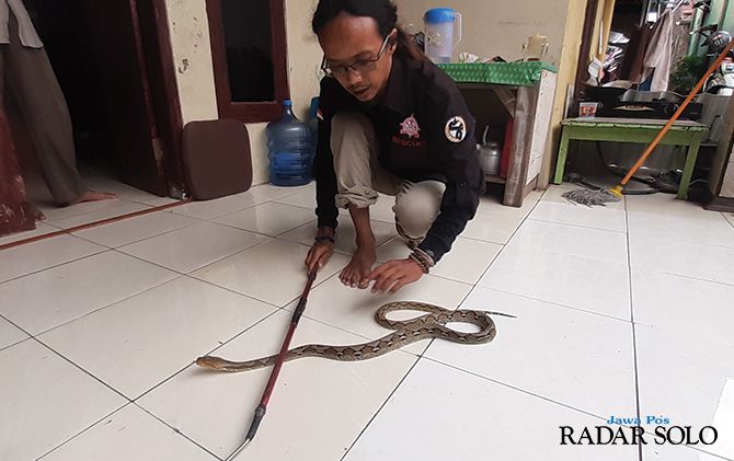 TERLATIH: Anggota komunitas Oemah Ulo peragakan cara penanganan ular.