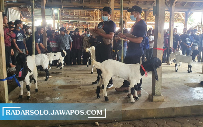 PILIHAN: Kontes kambing PE di Pasar Gading, Desa Purwoharjo, Karangtengah Minggu (17/10) kemarin. (IWAN ADI LUHUNG/RADAR SOLO)