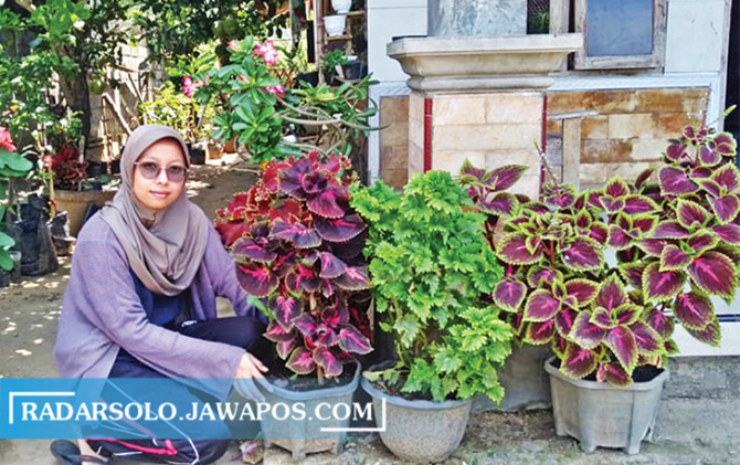 MUDAH DIRAWAT: Afika Nur Laila menunjukkan koleksi tanaman Miana di rumahnya, Sabtu (16/10) kemarin. (NOVITA ANGGRAHINI/RADAR SOLO)