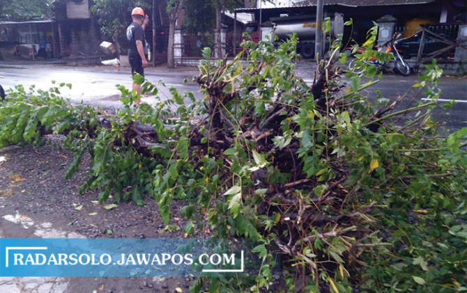 LOKASI KEJADIAN: Pohon Talok ambruk menimpa pengendara kendaraan bermotor di Desa Klandungan, Senin (18/10). (AHMAD KHAIRUDIN/RADAR SOLO)