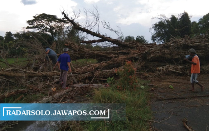 Sejumlah pohon yang tumbang di wilayah Glagahwangi dan Sidowayah, Kecamatan Polanharjo. (ISTIMEWA)