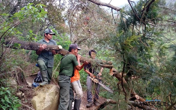 Petugas dari Balai Taman Nasional Gunung Merbabu Resort Selo memotong pohon ambruk di jalur pendakian dengan gergaji mesin, kemarin (15/1)