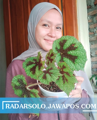 SUKA TANAMAN: Saza Nirwana menunjukkan salah satu koleksi tapak macannya. (SEPTINA FADYA/RADAR SOLO)