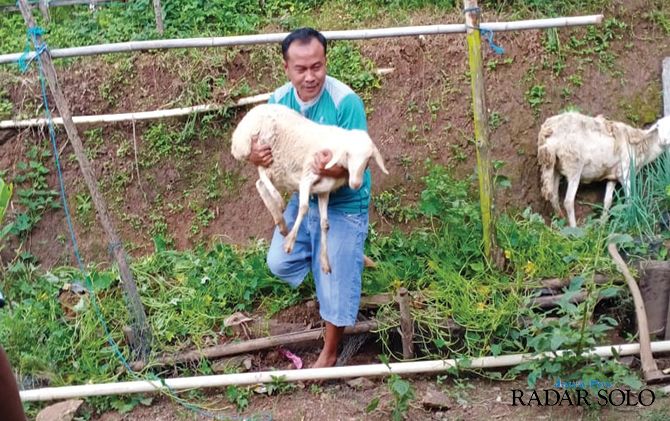 Kambing terluka akibat diserang anjing liar di Dusun Pojok, Desa Ngambarsari, Kecamatan Karangtengah, kemarin (11/2).