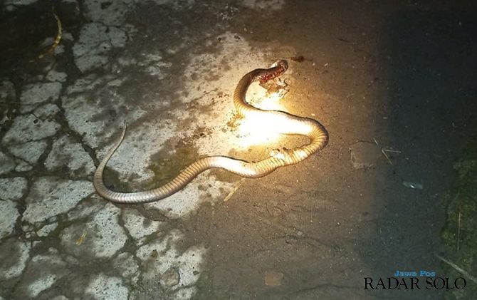 Ular kobra yang menggigit warga Desa Pogung berhasil ditemukan warga