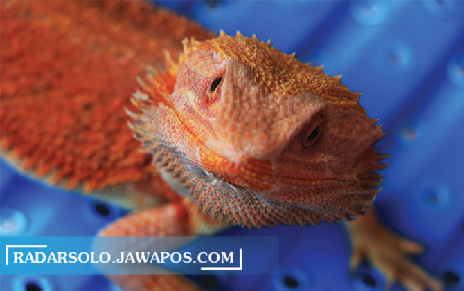 KALEM: Bearded dragon koleksi Tegar, owner Repilles. Jenis morph komplet bisa dibanderol puluhan juta. (ARIEF BUDIMAN/RADAR SOLO)