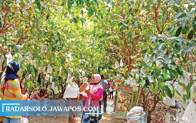 WISATA KELUARGA: Pengunjung memadati kebun jambu air di Desa Banaran, Sambungmacan, Sragen. (AHMAD KHAIRUDIN/RADAR SOLO)