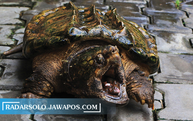 KESAYANGAN: Si Alli, kura-kura predator yang dianggap telah menjadi bagian dari keluarga Pandu Perdana.  (ARIEF BUDIMAN/RADAR SOLO)