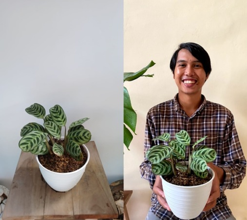 MUDAH DIRAWAT: Tanaman yang dikenal dengan prayer plants ini cocok bagi pehobi tanaman pemula. (SEPTINA FADIA/RADAR SOLO)