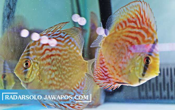 BERWARNA: Perawatan Ikan Discus harus konsisten agar tetap sehat. Diantaranya menjaga kualitas air. Harga ikan ini relatif mahal sesuai dengan kecantikannya. (ARIEF BUDIMAN/RADAR SOLO)
