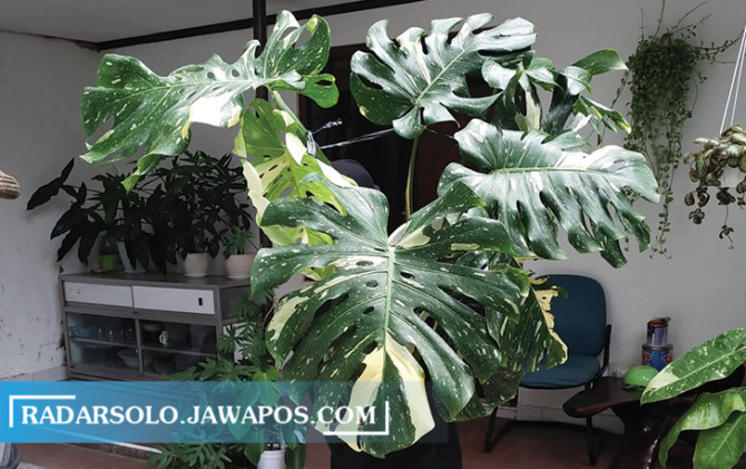 PRIMADONA: Monstera Thai Constellation termasuk tanaman kategori mahal. Namun demikian banyak pecinta tanaman hias yang memburunya. (SEPTINA FADYA/RADAR SOLO)