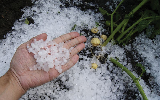 Ilustrasi butiran es yang berasal dari fenomena hujan es. (ANTARA)