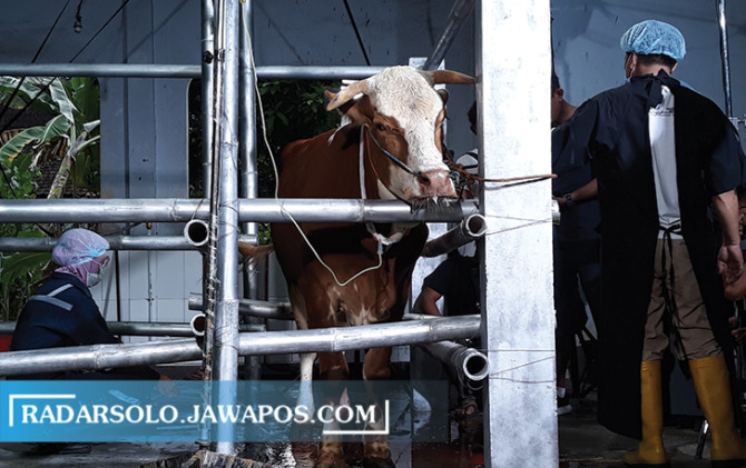 SEMUA SELAMAT: Tim kesehatan hewan melakukan operasi sesar pada induk sapi, Rabu (1/12) kemarin. (IWAN KAWUL/RADAR SOLO)