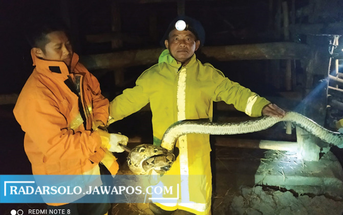 JUMBO: Evakuasi ular piton di Dusun Semen RT 02 RW 10, Desa Pondok Kecamatan Ngadirojo Selasa malam (18/1). (IWAN ADI LUHUNG/RADAR SOLO)