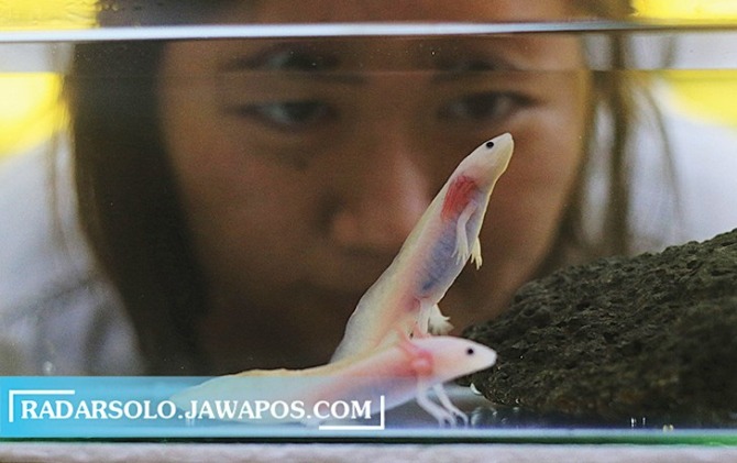 MENGGEMASKAN: Yohana Fransiska mengamati axolotl koleksinya. Hewan amfibi ini memiliki keunikan di bagian insang. (ARIEF BUDIMAN/RADAR SOLO)