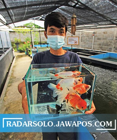 GINUK-GINUK: Beragam jenis ikan koki yang dibudidayakan Sumaryanto di Sawahan Kidul RT 03 RW 02, Sawahan, Ngemplak, Boyolali. (ARIEF BUDIMAN/RADAR SOLO)