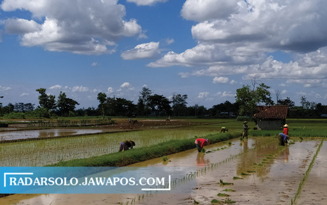 Aktivitas petani rawan terserang leptospirosis dari kencing tikus yang tercampur air irigasi.