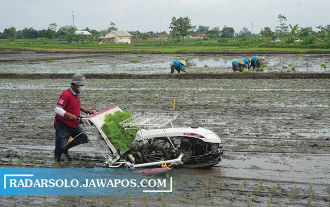 MODERN: Petani menanam padi rojolele srinuk dengan mesin di Desa Sribit, Kecamatan Delanggu, Sabtu (22/1). (ANGGA PURENDA/RADAR SOLO)