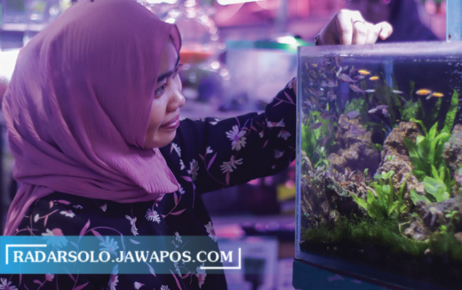 Ikan Murah untuk Mini Aquascape. (M. IHSAN/RADAR SOLO)
