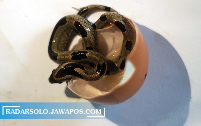 MASIH JARANG DIPELIHARA: Oligodon koleksi Bima Nur Salam warga Perumahan Solo Elok, Mojosongo, Jebres. (ARIEF BUDIMAN/RADAR SOLO)
