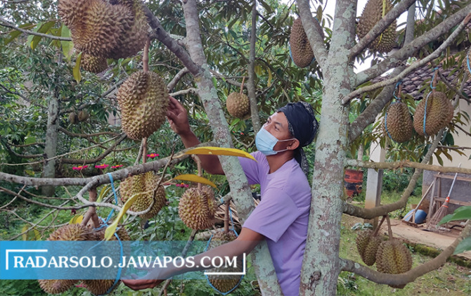 SIAP DIPANEN: Durian pogog dari Dusun Pogog, Desa Tengger, Puhpelem, Wonogiri. (IWAN ADI LUHUNG/RADAR SOLO)