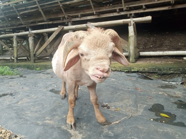 NYELENEH: Kipli, kambing unik milik Setyo Ebnu Saleh peternak Desa Plesan, Kecamatan Nguter, Senin (14/2/2022).
