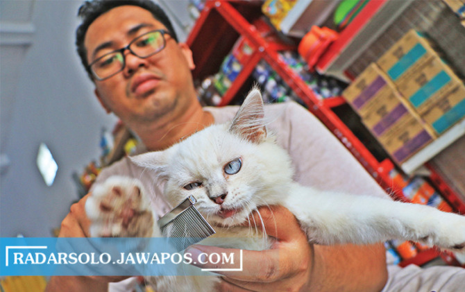 SAYANG SI BULU INDAH: Ahmad merawat kucing himalaya koleksinya. Ketika dilakukan secara rutin, bulu si meong lebih sehat. (ARIEF BUDIMAN/RADAR SOLO)