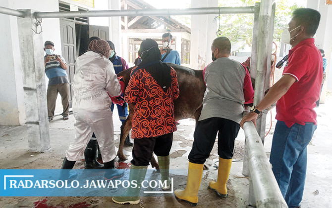 JAGA REGENERASI: Kepala DPP Sukoharjo Bagas Windaryatno (baju merah) memantau petugas kesehatan hewan menolong sapi melahirkan. (IWAN KAWUL/RADAR SOLO)