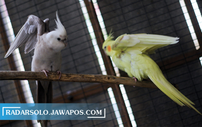 INDAH DAN CERDAS: Burung falk koleksi Yohana Fransiska, owner Fabel Pet Gallery. Ketika telah pintar, harga per ekornya mencapai jutaan rupiah. (ARIEF BUDIMAN/RADAR SOLO)